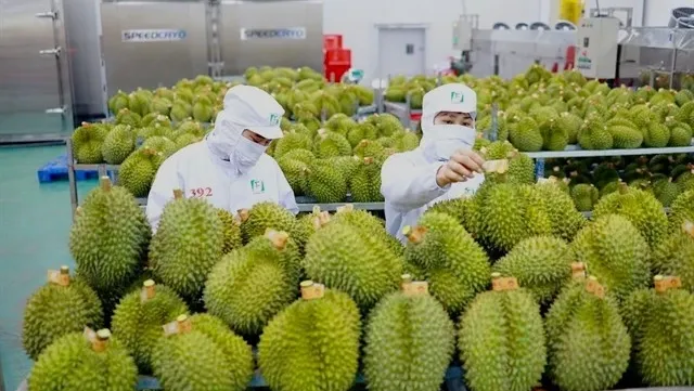 Vietnam tightens fruit inspections after warning from China