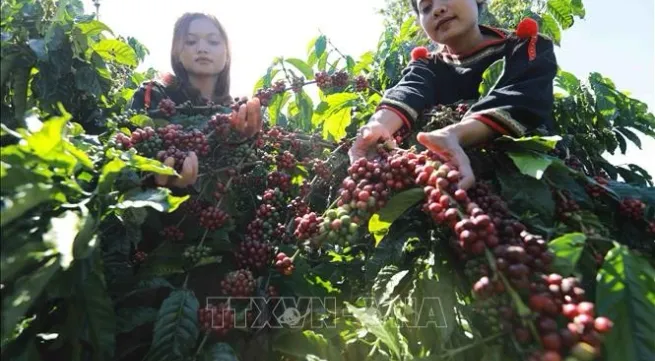 9th Buon Ma Thuot Coffee Festival to celebrate global coffee destination