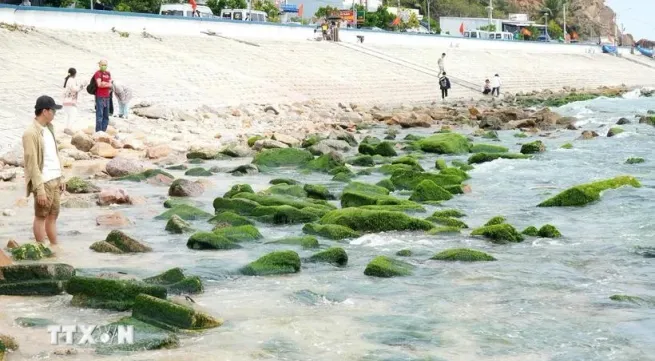 Nhon Hai’s moss-covered rock beach: A must-visit destination in Binh Dinh