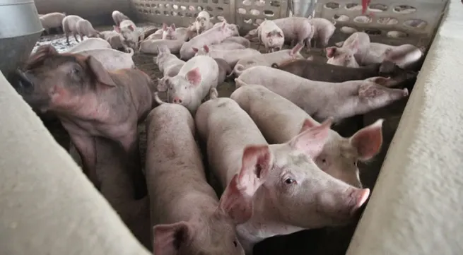 Laos warns of African swine fever outbreak