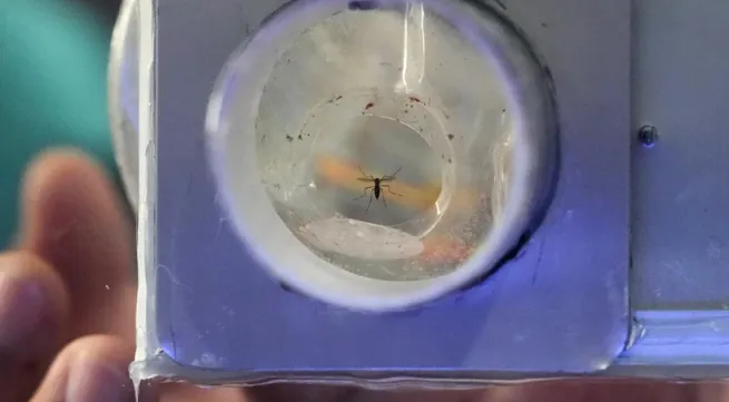 Dengue fever outbreak rages in Philippines