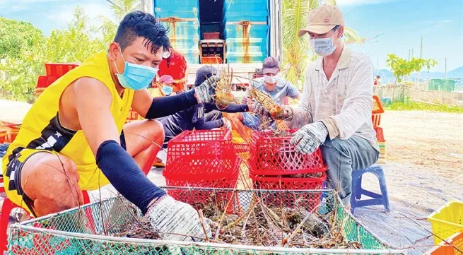 Sustainable development of lobster farming