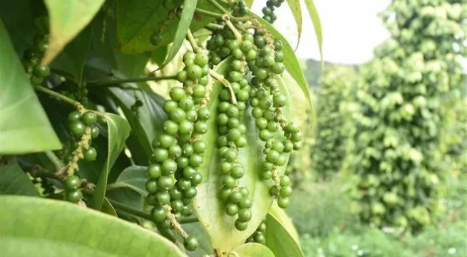 Pepper export value hits nearly 190 million USD in 2 months