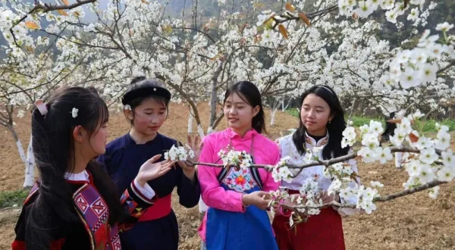 Ha Giang: Two flower festivals to take place Ha Giang