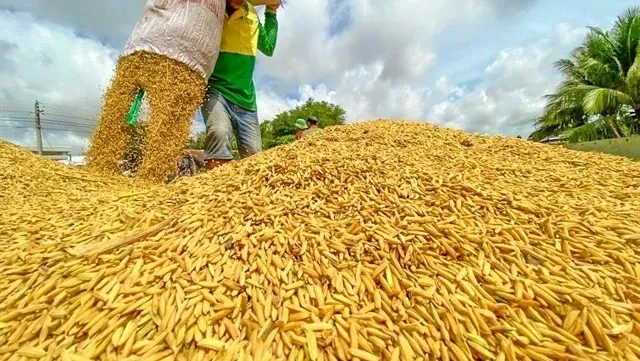 Rice exports set for rebound amid strong demand