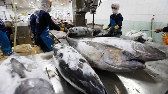 Tuna exports hit record high but face major regulatory barriers