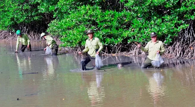 Blue carbon trend in Vietnam