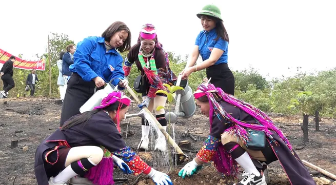 Quang Ninh restores forests devastated by Typhoon Yagi