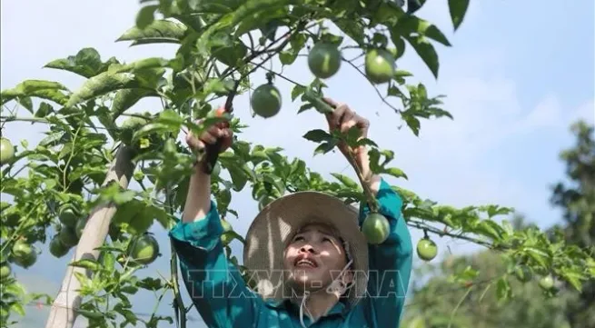 Major opportunities for Vietnamese agricultural product exports to enter Chinese market