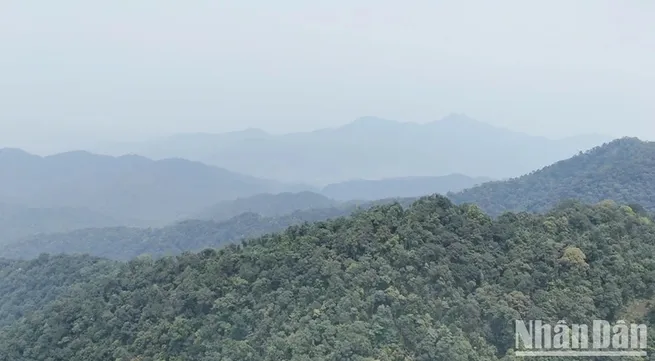 Quang Tri announces discovery of ancient apricot forest in Non Mai-Song Han area