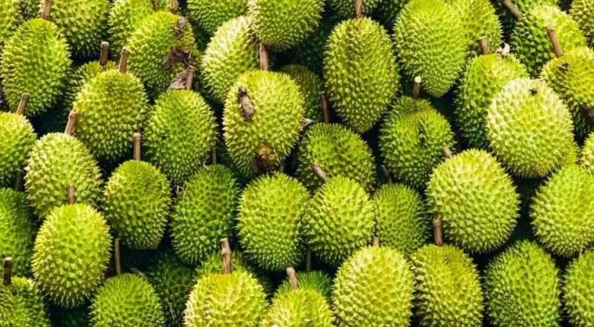 China recognises 829 growing area codes for Vietnamese durian