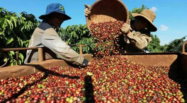 Vietnam’s coffee exports reach 4.2 billion USD in first five months