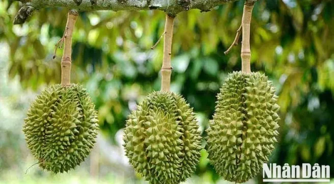 Priority given to clearance for agricultural exports, especially in-season durians