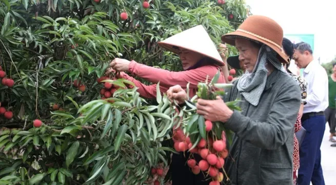 Thanh Ha lychee harvest and trade promotion launched in Hai Duong