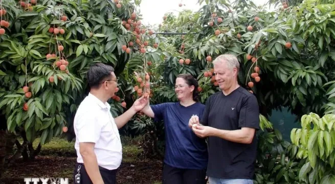 Luc Ngan to host lychee tourism festival