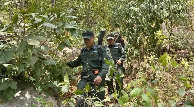 Viet Nam classified as low risk under EU anti-deforestation regulation