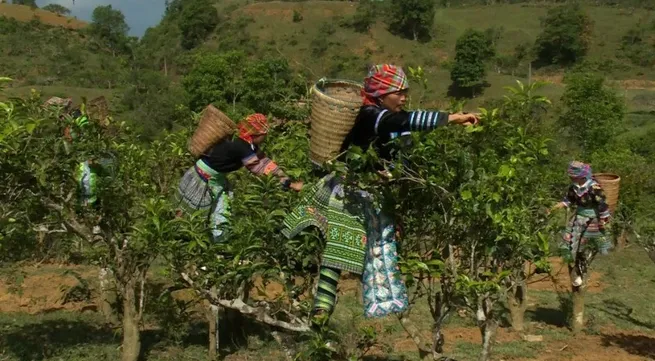 H’Mong ethnic people: Preserving roots to reach new heights