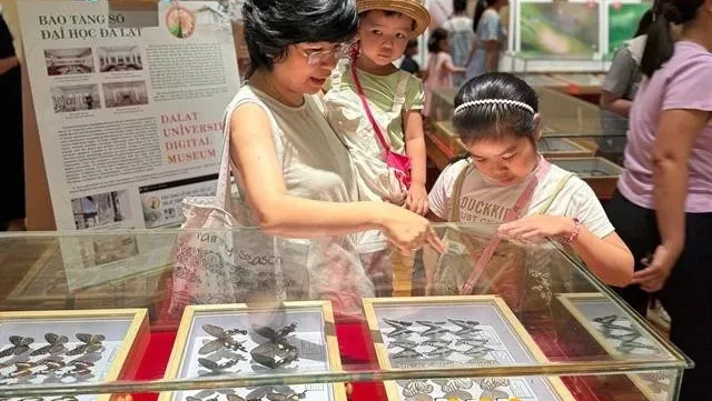 Da Nang exhibition features rare insects endemic to Vietnam