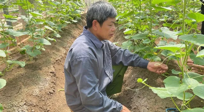 Applying Integrated Plant Health Management for green agriculture