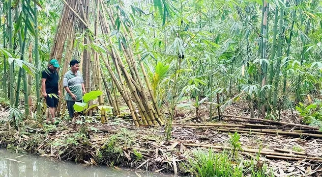 Promoting bamboo-based green economy and value chains