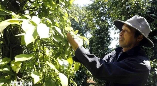 Vietnam sees opportunities to boost spice exports