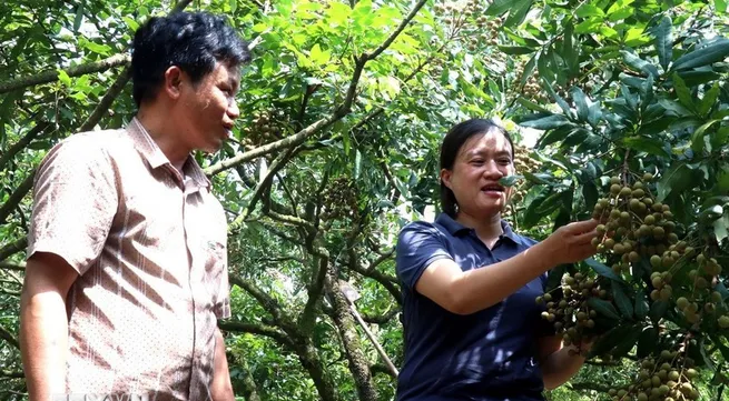 Hung Yen turns longan harvest into tourism opportunity