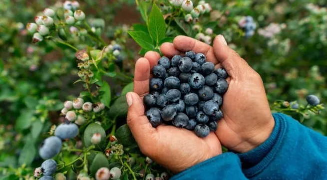 Polish blueberries set to reach Vietnamese consumers