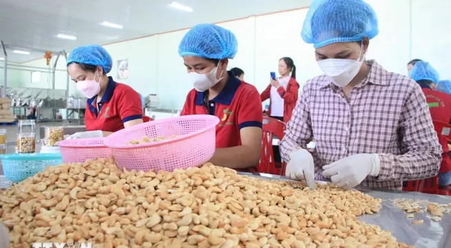 Vietnam’s cashew export target of 4.5 billion USD within reach