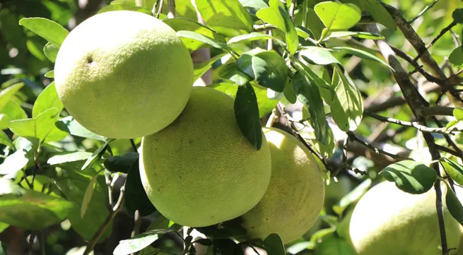 Vietnamese pomelos gain broader access to Australian market
