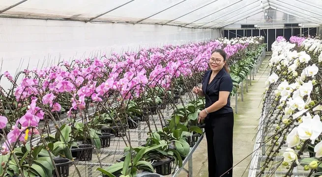 Hanoi promotes hi-tech flower farming for green growth