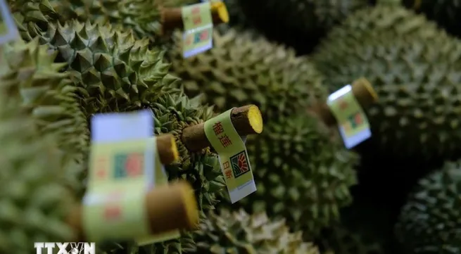 Durian export revenue grows to fresh new highs