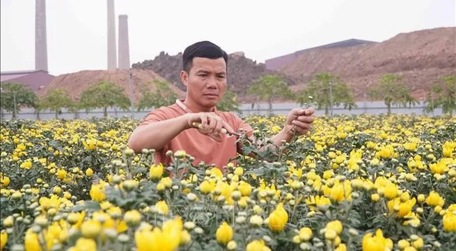 Flower villages enter final sprint for Tet season
