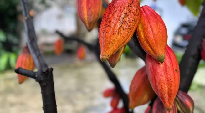 Vietnam looks to shape quality cocoa brand on global map