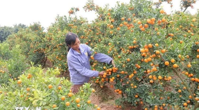 Tet bloom markets: rising demand, stable prices