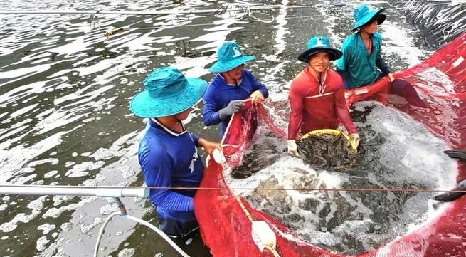 Vietnam's shrimp exports gain dual boost from key markets