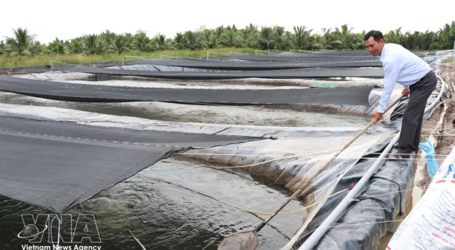 Vietnam's tilapia exports maintain strong growth