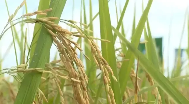 One-million-hectare rice plan enters new phase