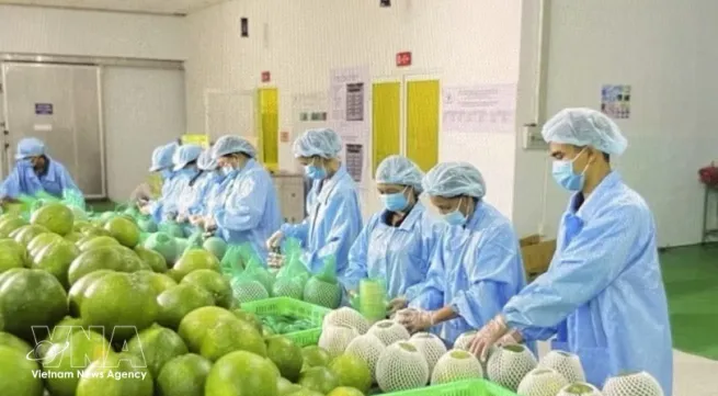 Turkish cooperatives open sourcing channel for Vietnamese businesses