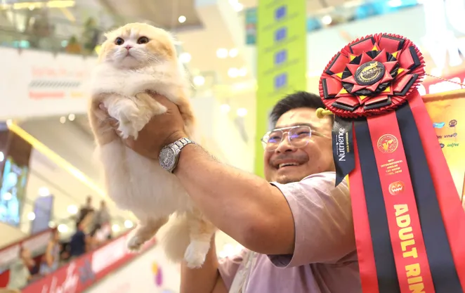 Ngắm dàn "người đẹp 4 chân" khoe dáng tại Hoa hậu Mèo Quốc tế 2025