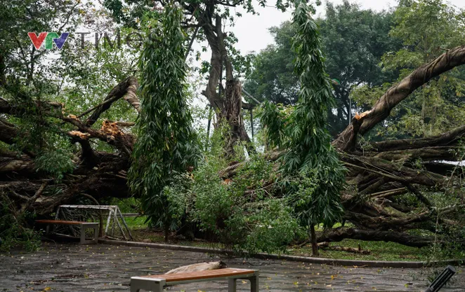 Cây xanh gãy đổ khiến 2 người bị thương ở Hà Nội