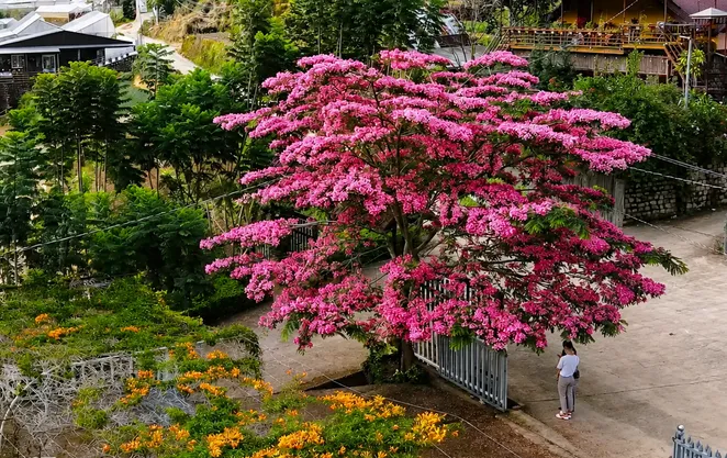Phố núi chào hè cùng sắc đỏ hoa phượng