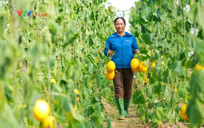 Tuyên Quang: Chính quyền đồng hành, nông dân đổi mới tư duy sản xuất