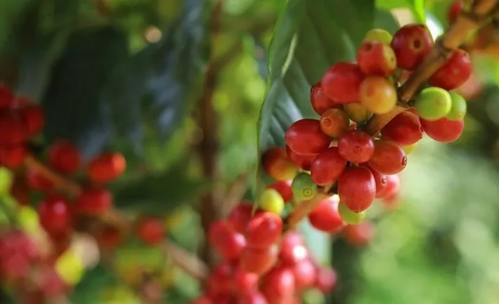 Bản tin nông sản hôm nay (19-4): Giá cà phê giảm mạnh