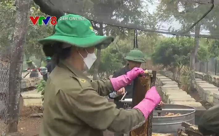 Mùa quay mật ong hoa cà phê