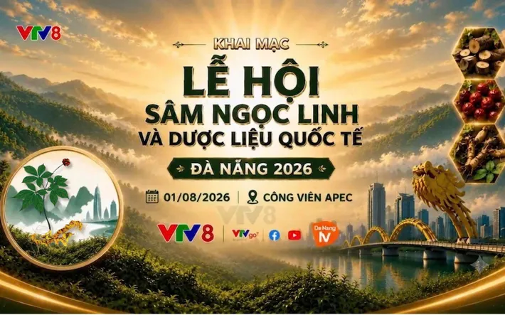 Lễ hội Sâm Ngọc Linh và Dược liệu quốc tế Đà Nẵng 2026: Nơi tinh hoa đại ngàn hội tụ