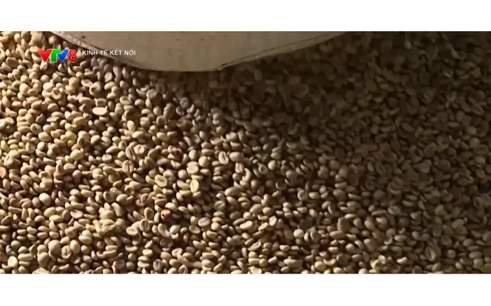 Chuỗi cung ứng cà phê thích ứng quy định chống mất rừng của Liên minh châu Âu