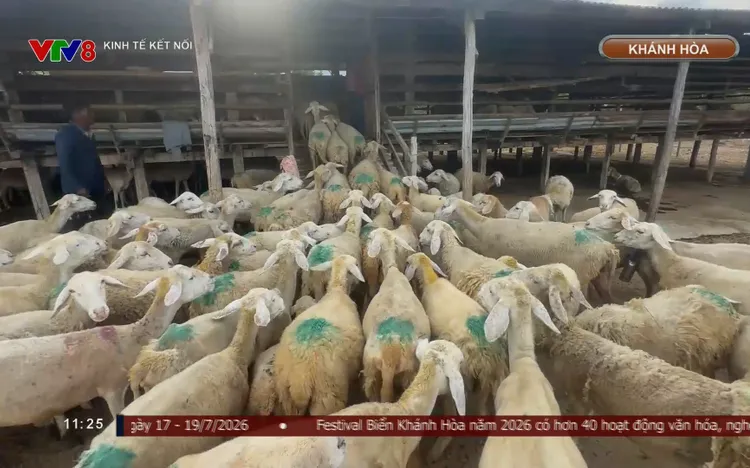 Dê, cừu Khánh Hòa trước cơ hội bước vào thị trường Halal hàng nghìn tỷ USD