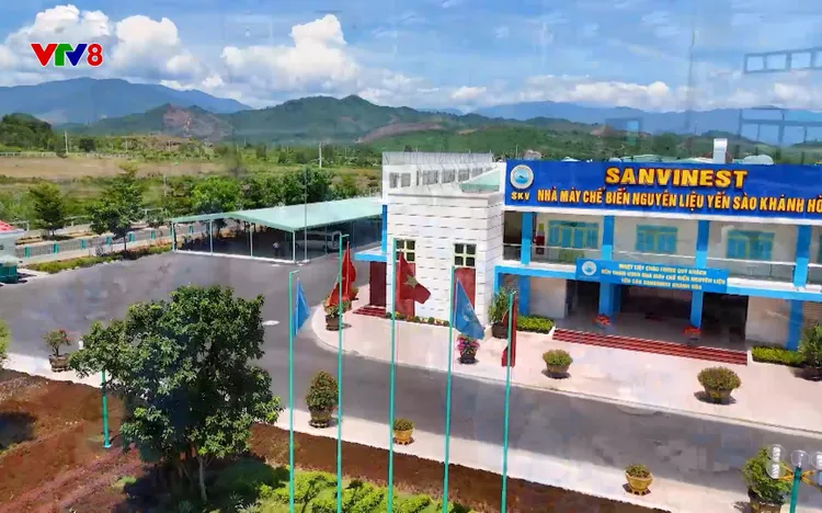 Phóng sự: Yến sào Khánh Hòa - Cuộc chiến bảo vệ thương hiệu vàng