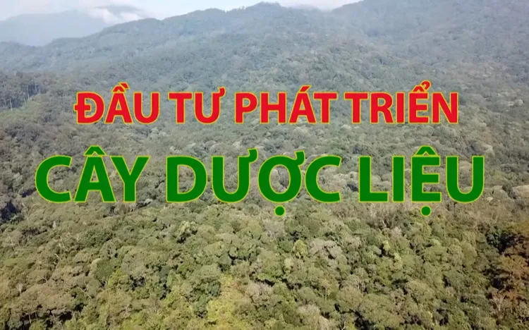 Phóng sự: Quảng Ngãi đầu tư phát triển cây dược liệu