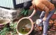 TP Hồ Chí Minh: Cảnh giác sốt xuất huyết mùa mưa